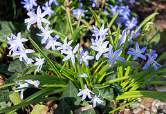 20100402 1913Ww [D~LIP] Zweiblättriger Blaustern (Scilla bifolia), Bad Salzuflen