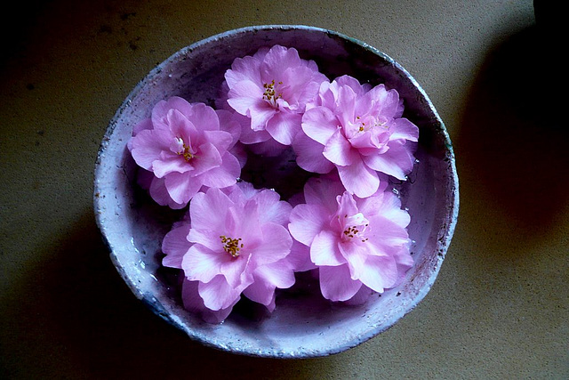 Bouquet von Kamelienblüten