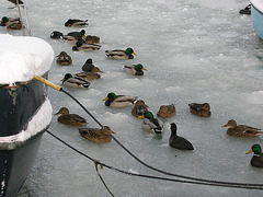 Schwimmen im Eis