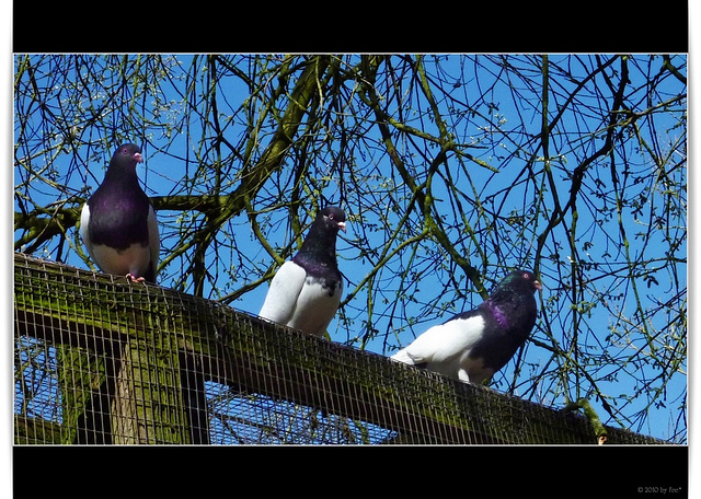 3 Täubchen