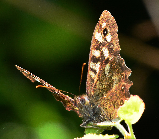 Speckled Wood, Pararge aegeria