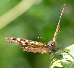 Speckled Wood, Pararge aegeria