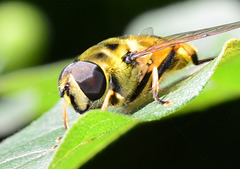 Hoverfly,Myathropa florea