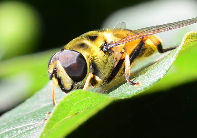 Hoverfly,Myathropa florea