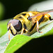 Hoverfly,Myathropa florea
