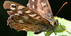 Speckled Wood, Pararge aegeria