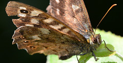 Speckled Wood, Pararge aegeria