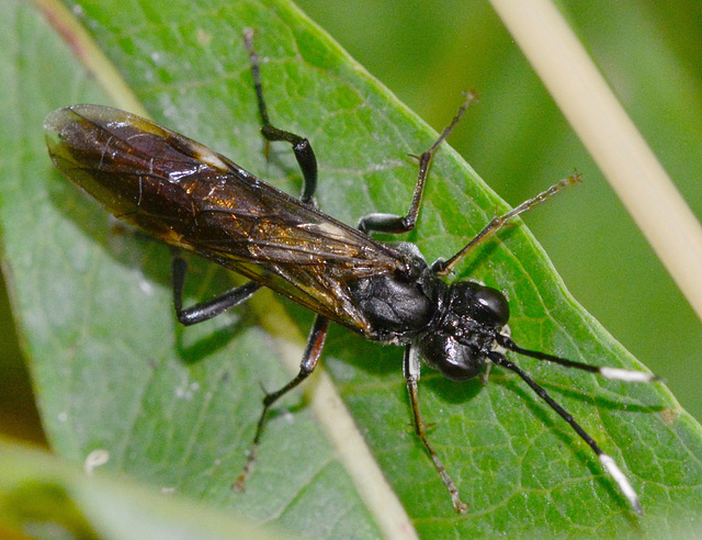 Sawfly