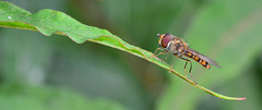 Hoverfly.....in the balance!