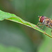 Hoverfly.....in the balance!