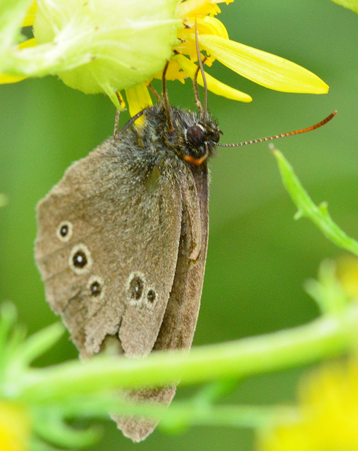 Ringlet, Aphantopus hyperantus