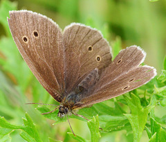 Ringlet, Aphantopus hyperantus