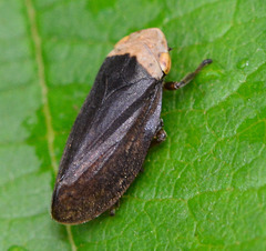 Froghopper