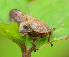 Alder Spittle Bug, Aphrophora alni