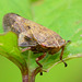 Alder Spittle Bug, Aphrophora alni