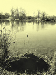 Ducks bathing /  Baignade de canards -  Hometown / Dans ma ville.  16 mars 2010.  Vintage