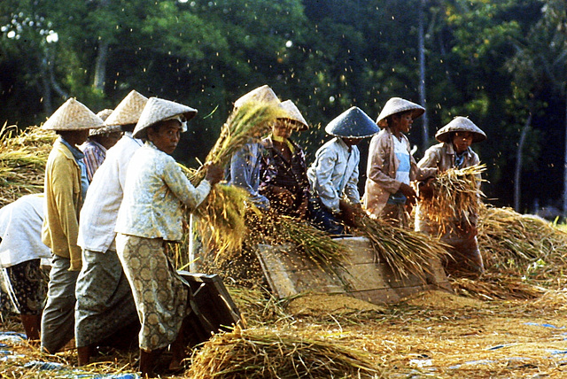 Battage du riz