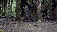 return to Tarra Bulga