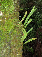 return to Tarra Bulga