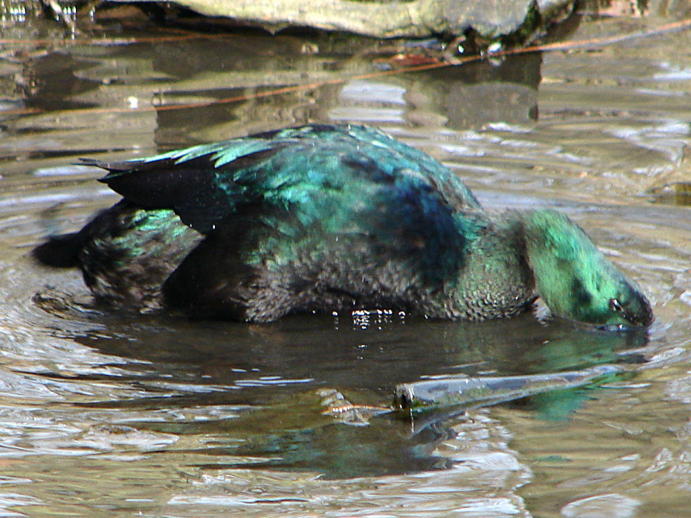 20070408 0087DSCw [D~HF] Cayuga-Ente, Herford