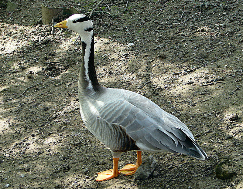 20070408 0090DSCw [D~HF] Streifengans (Anser indicus), Herford