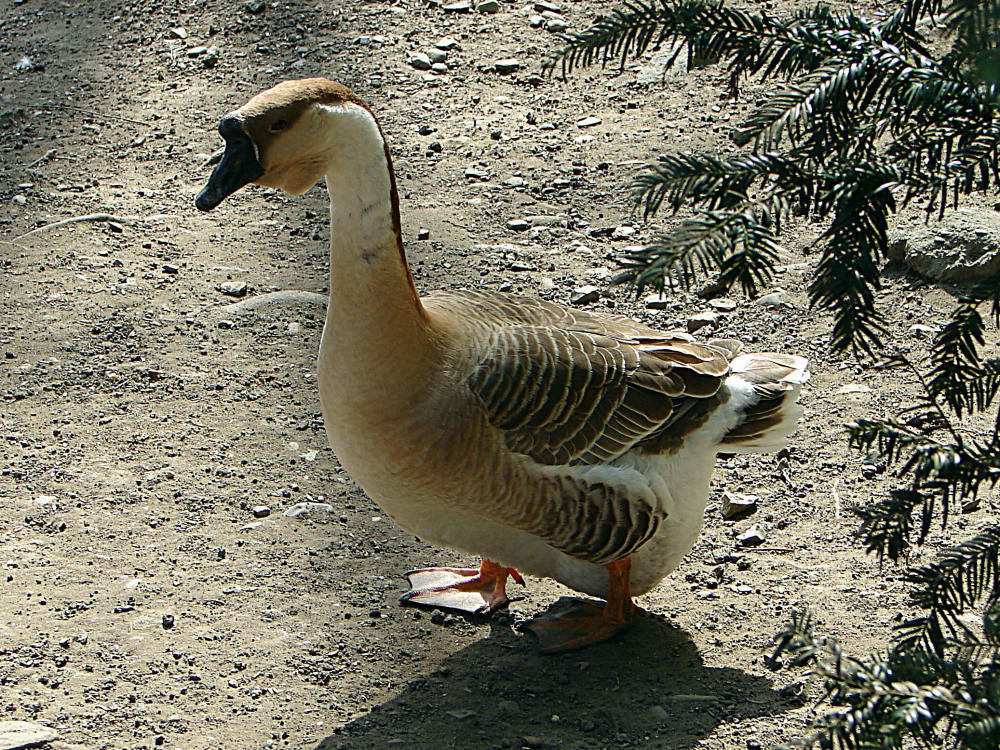 20070408 0093DSCw [D~HF] Graubraune Höckergans (Anser cygnoides f. dom.), Tierpark Herford