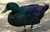 20070408 0096DSCw [D~HF] Cayuga-Ente, Herford