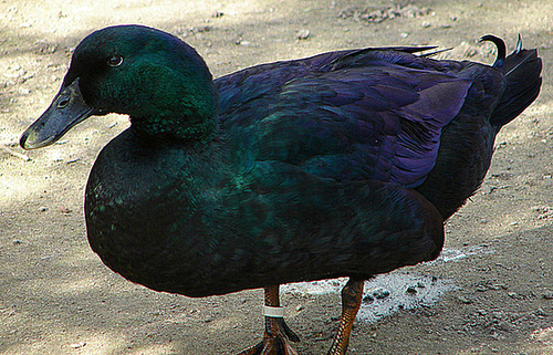 20070408 0096DSCw [D~HF] Cayuga-Ente, Herford