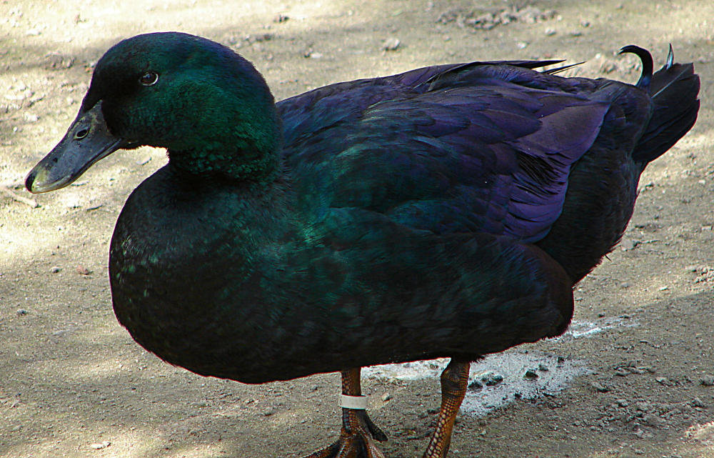 20070408 0096DSCw [D~HF] Cayuga-Ente, Herford