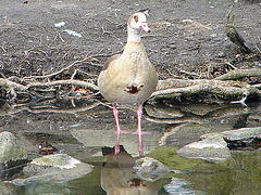 20070408 0113DSCw [D~HF] Nilgans, Herford