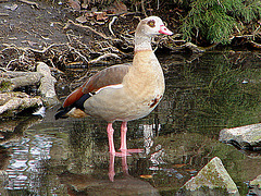 20070408 0114DSCw [D~HF] Nilgans (Alopochen aegyptiaca), Herford