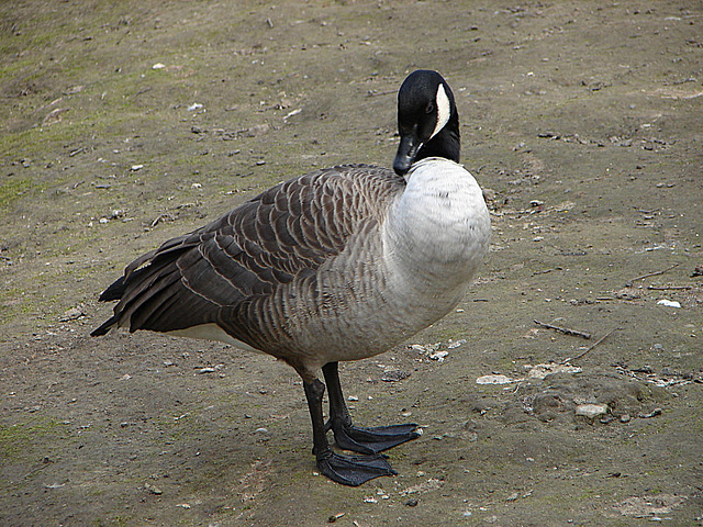 20070408 0115DSCw [D~HF] Kanadagans (Branta canadensis), Herford