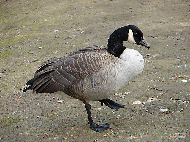 20070408 0116DSCw [D~HF] Kanadagans (Branta canadensis), Herford