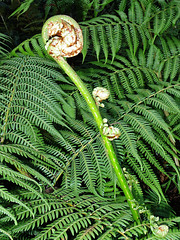 return to Tarra Bulga