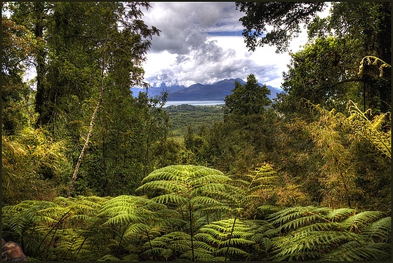 fern outlook