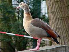 20070408 0117DSCw [D~HF] Nilgans (Alopochen aegyptiaca), Herford