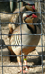 20070408 0089DSCw [D~HF] Chukarhuhn (Alectoris chukar), Herford