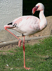 20070408 0107DSCw [D~HF] Zwergflamingo (Phoeniconaias minor), Herford