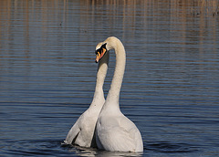 Swans in love 3