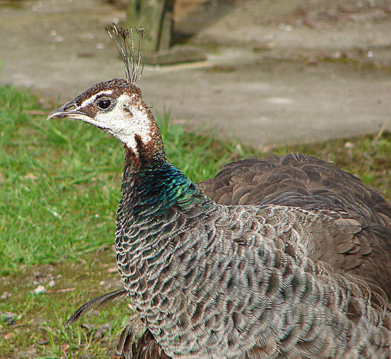 20070408 0119DSCw [D~HF] Pfau (Pavo cristatus), Herford