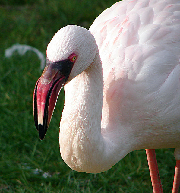 20070408 0120DSCw [D~HF] Zwergflamingo (Phoeniconaias minor), Herford