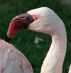 20070408 0121DSCw [D~HF] Zwergflamingo (Phoeniconaias minor), Herford