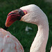 20070408 0121DSCw [D~HF] Zwergflamingo (Phoeniconaias minor), Herford