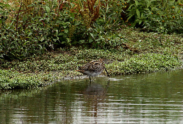 20090910 0491Aw [D~MS] Bekassine (Gallinago gallinago), Rieselfelder Münster