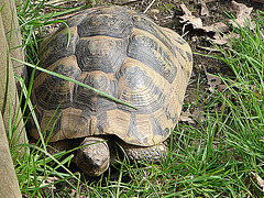 20070408 0103DSCw [D~HF] Pantherschildkröte (Geochelone pardalis), Zoo Herford