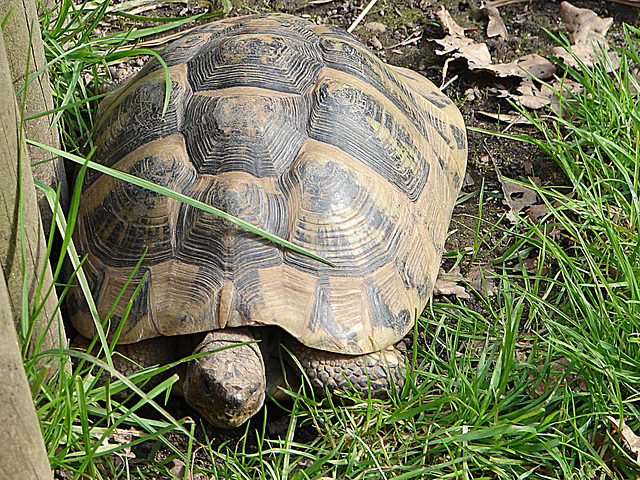 20070408 0103DSCw [D~HF] Maurische Landschildkröte (Testudo graeca), Zoo Herford