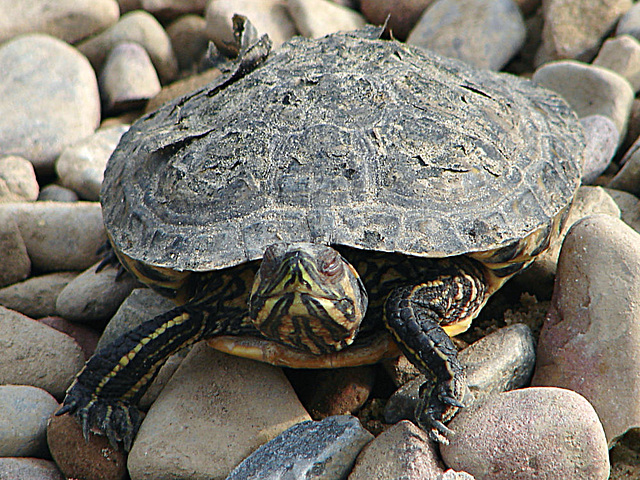 20070408 0104DSCw [D~HF] Rotwangen-Schmuckschildkröte (Trachemys scripta elegans), Tierpark Herford