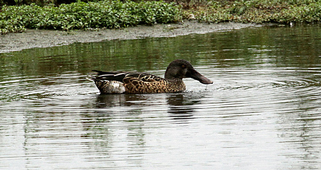 20090910 0499Aw [D~MS] Löffelente (Anas clypeata), Rieselfelder Münster