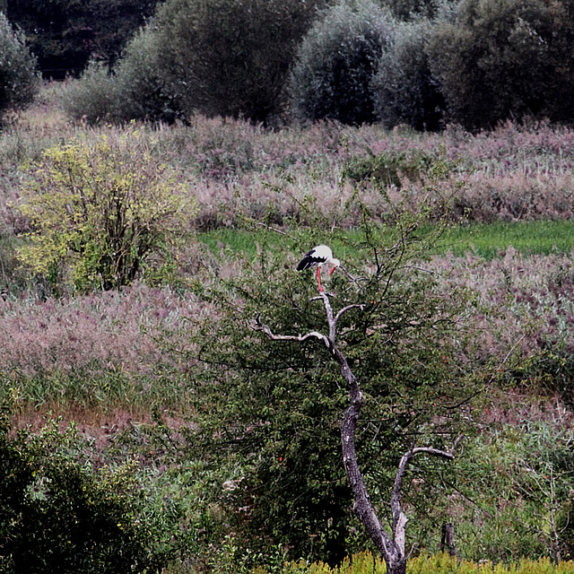 20090910 0505Aw Weißstorch