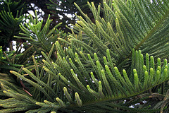 Norfolk Island Pine (6395)